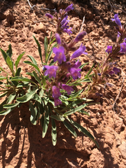 Penstemon