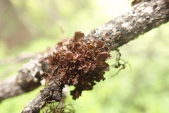 Tuckermanopsis platyphylla