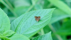 Choreutis achyrodes