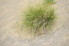 Carex filifolia