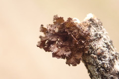 Tuckermanopsis platyphylla