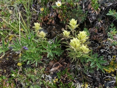Castilleja hyperborea
