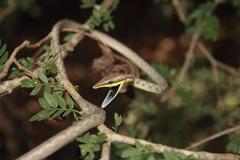 Oxybelis microphthalmus