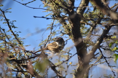 Rhynchospiza strigiceps