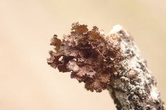 Tuckermanopsis platyphylla