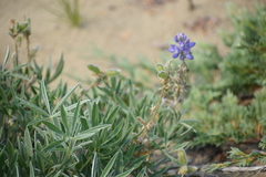 Lupinus kuschei
