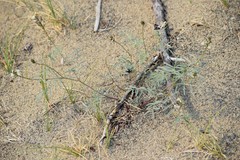 Astragalus australis