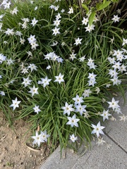 Ipheion uniflorum