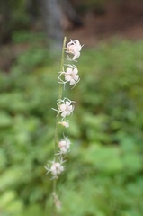 Ozomelis stauropetala