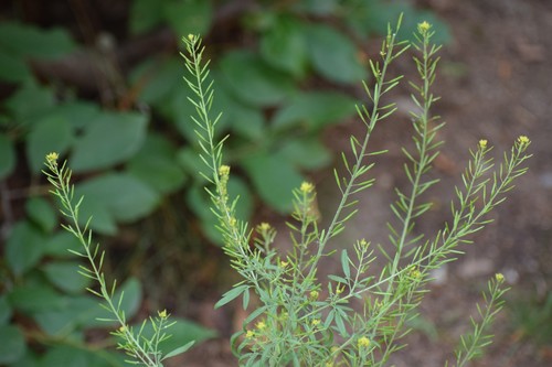 Mountain tansymustard (Descurainia incana)