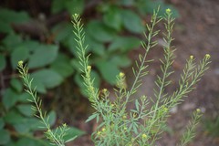 Descurainia richardsonii