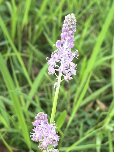 Image of Barnardia japonica by (c) 岸本年郎, some rights reserved (CC BY)