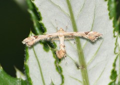 Platyptilia carduidactylus
