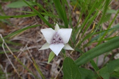 Calochortus elegans