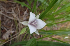 Calochortus elegans