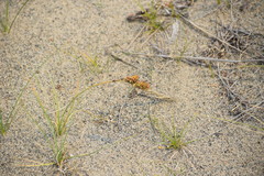 Carex sabulosa