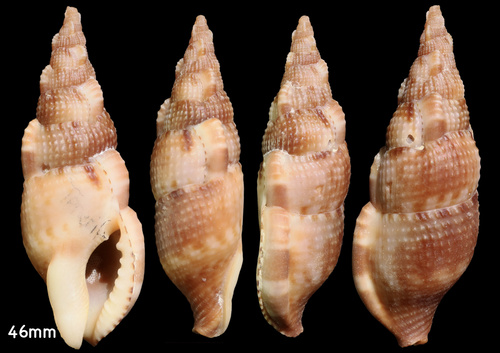 Colubraria canariensis