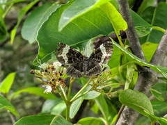 Rheumaptera hastata