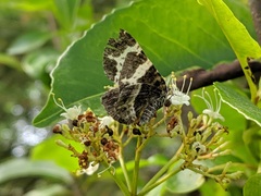 Rheumaptera hastata
