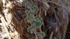 Acmispon argophyllus