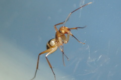 Camponotus conspicuus