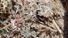 Acmispon argophyllus