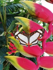 Thisbe lycorias