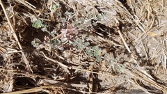Acmispon argophyllus