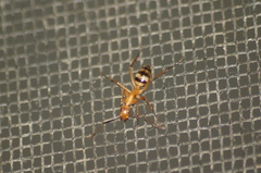 Camponotus conspicuus