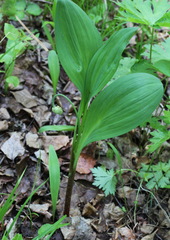 Allium ochotense