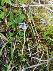 Viola epipsiloides