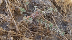 Acmispon argophyllus