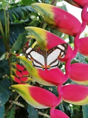 Thisbe lycorias