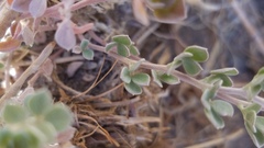 Acmispon argophyllus