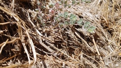 Acmispon argophyllus