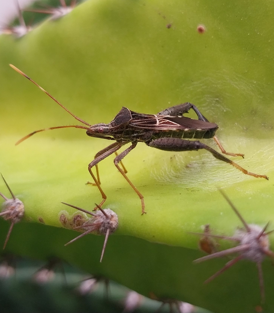 Leptoglossus talamancanus