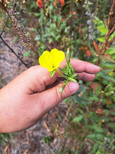Evening Primrose