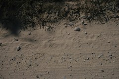 Procyon lotor insularis