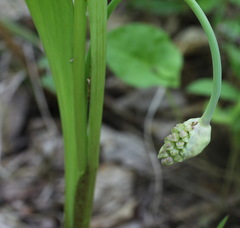 Allium ochotense