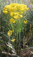 Crepis acuminata