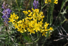 Crepis acuminata