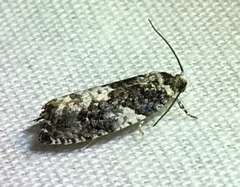 Gypsonoma adjuncta