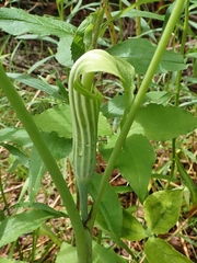 Arisaema stewardsonii
