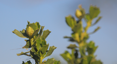 Baccharis rhomboidalis