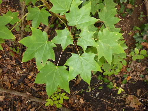 Image of Acer cappadocicum by (c) jamie-aa, some rights reserved (CC BY)