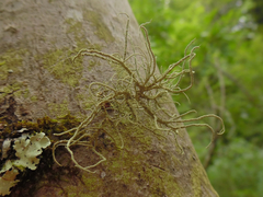 Usnea mutabilis