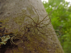 Usnea mutabilis