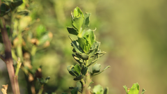 Baccharis rhomboidalis