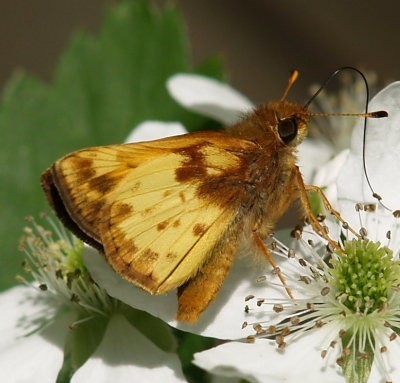 Zabulon Skipper, photo 3 of 10