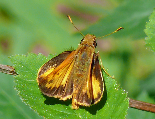 Zabulon Skipper, photo 5 of 10